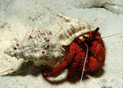 Hermit Crab on a night dive. Taken with a Sony 828 and D2... by Natasha Tate 